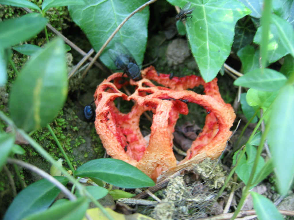 2005 :  Un anno di funghi